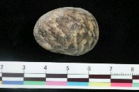 藏品(玉女蜑螺)的圖片